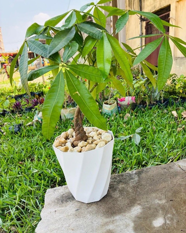 Arbre à argent en pot décoratif