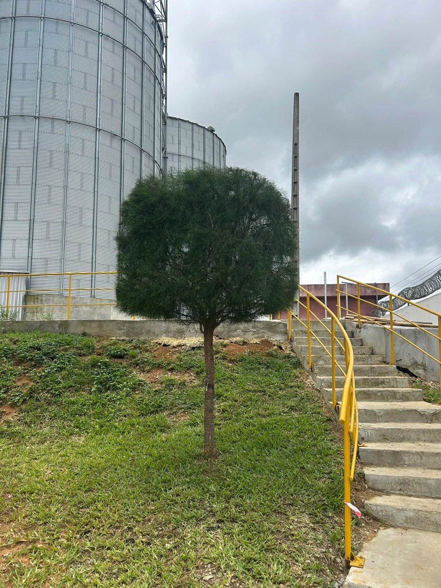Arbre taillé sur site industriel