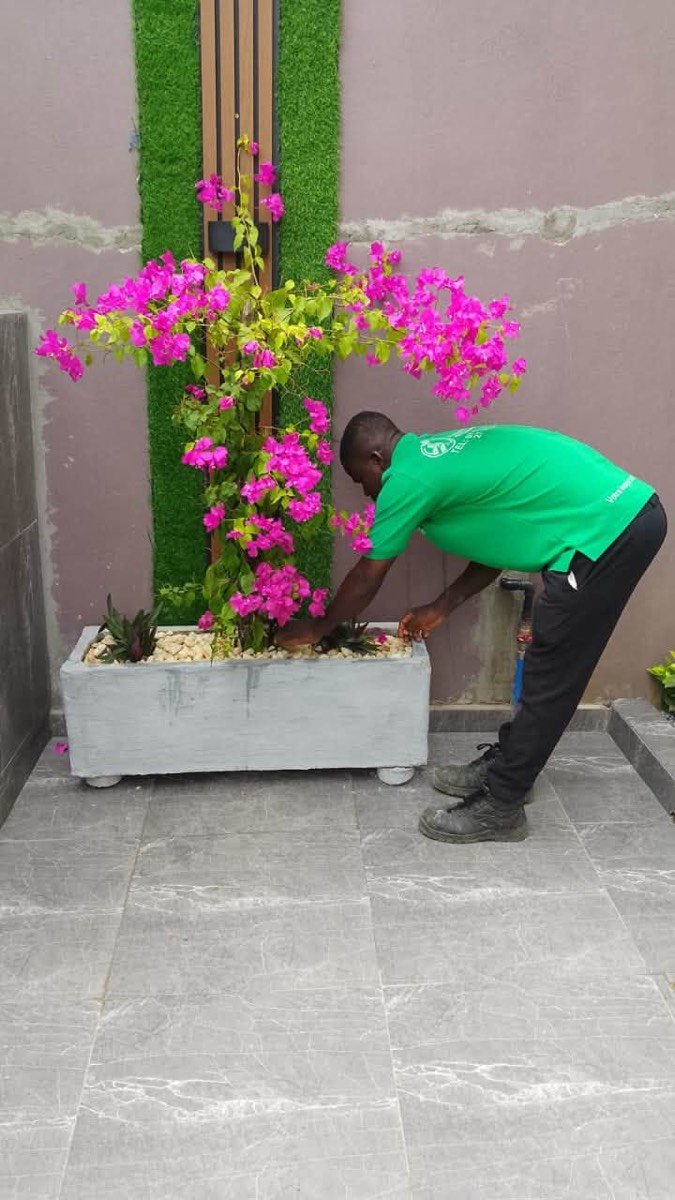 Jardinier installant une jardinière de bougainvilliers