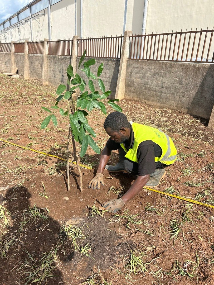 Plantation d'un arbre